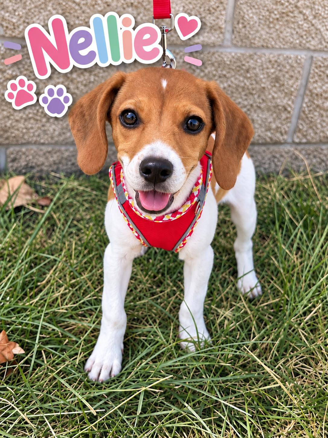 Enlarge Nellie, a Adopted mixed breed in Lee's Summit, MO image 3/3