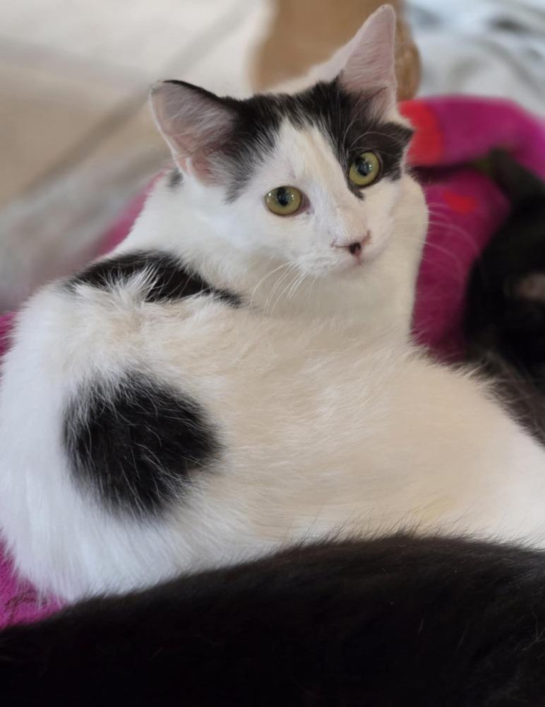 Enlarge Sabrina, a Adoptable Domestic Medium Hair in Salinas, CA image 1/1