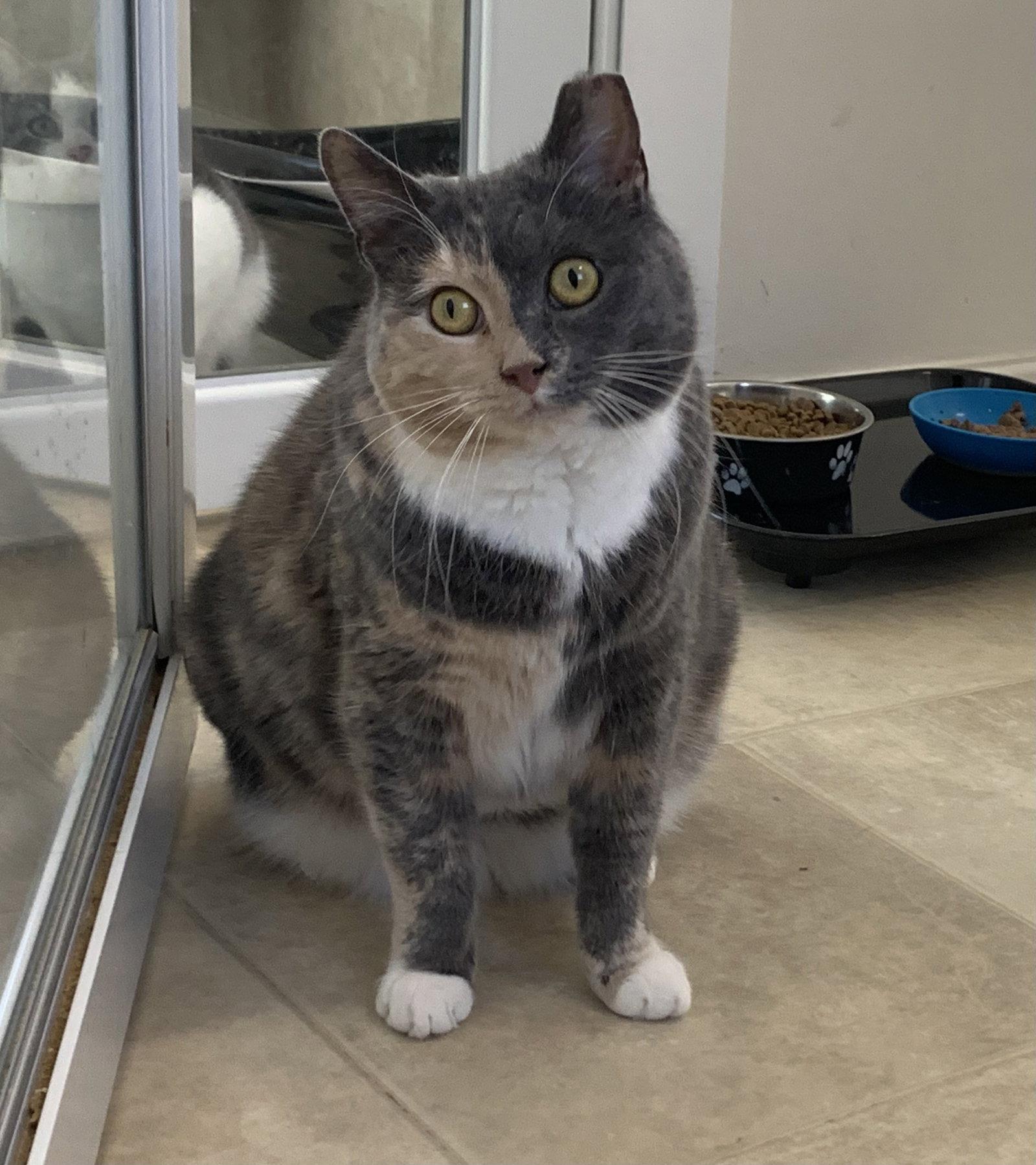Missy, Adopted, Adult Female Domestic Short Hair & Dilute Calico.