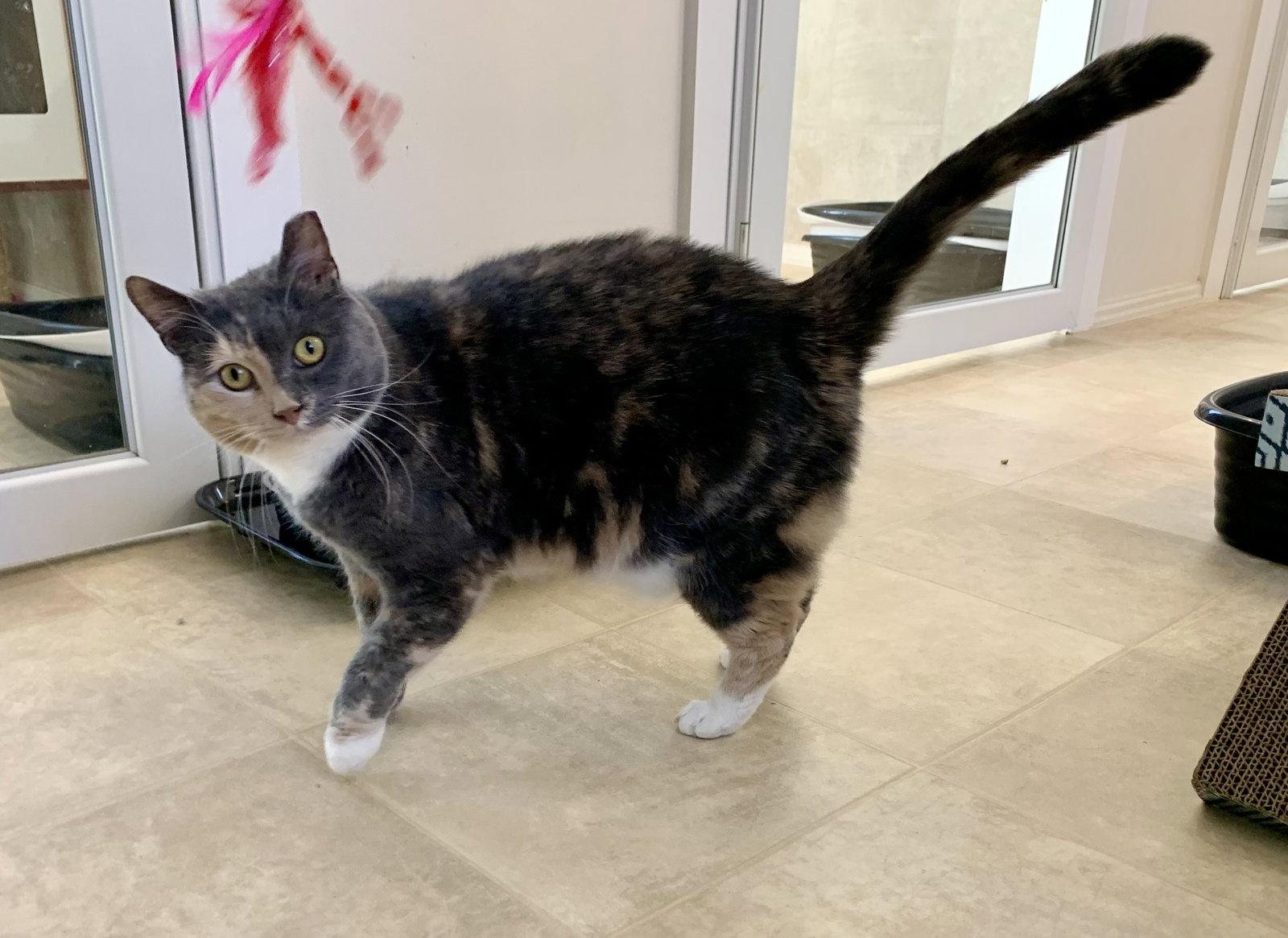 Enlarge Missy, a Adopted mixed breed in Mc Cormick, SC image 3/3