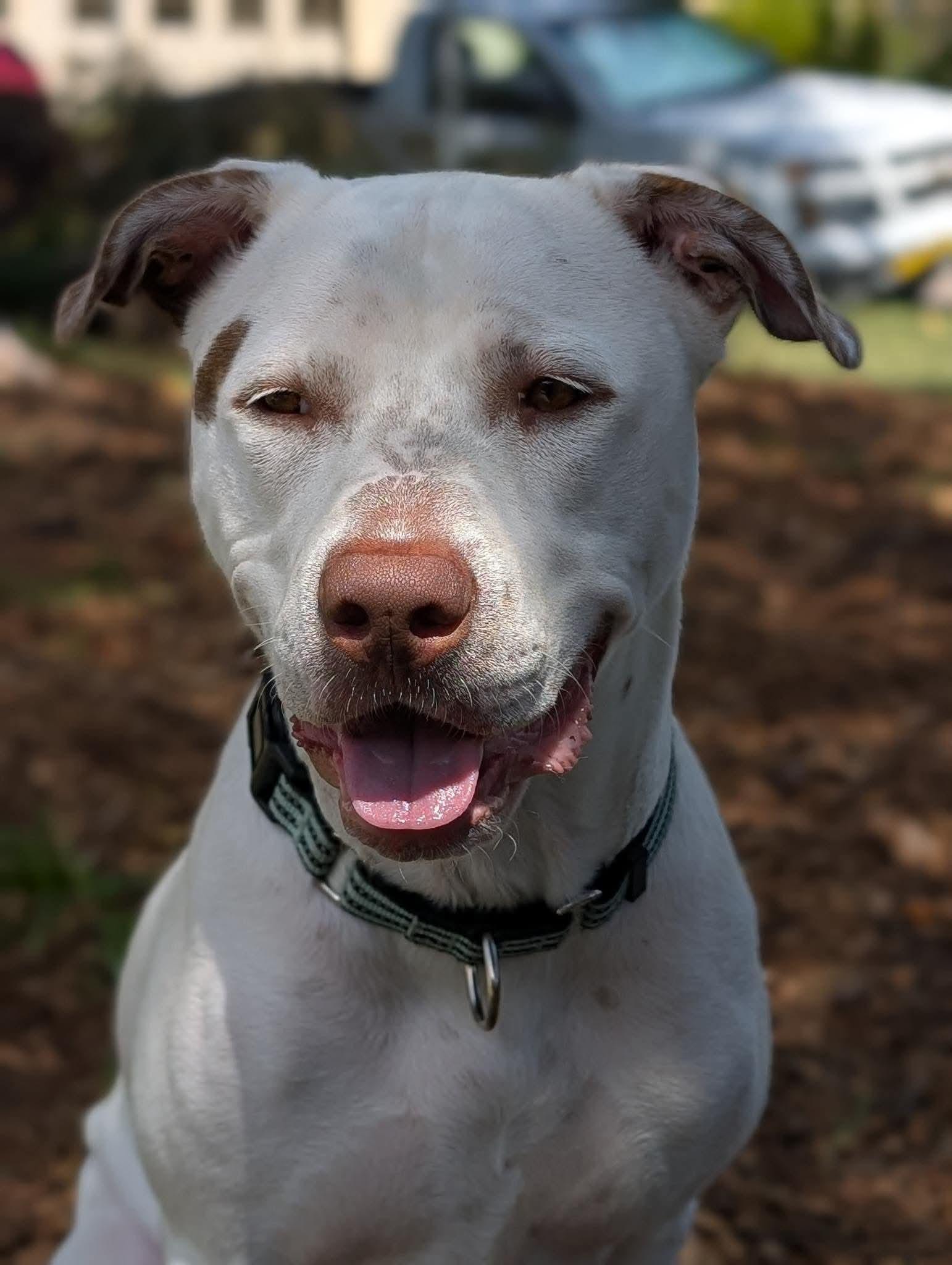 Enlarge Stanley, a Adoptable mixed breed in Grand Rapids, MI image 4/6