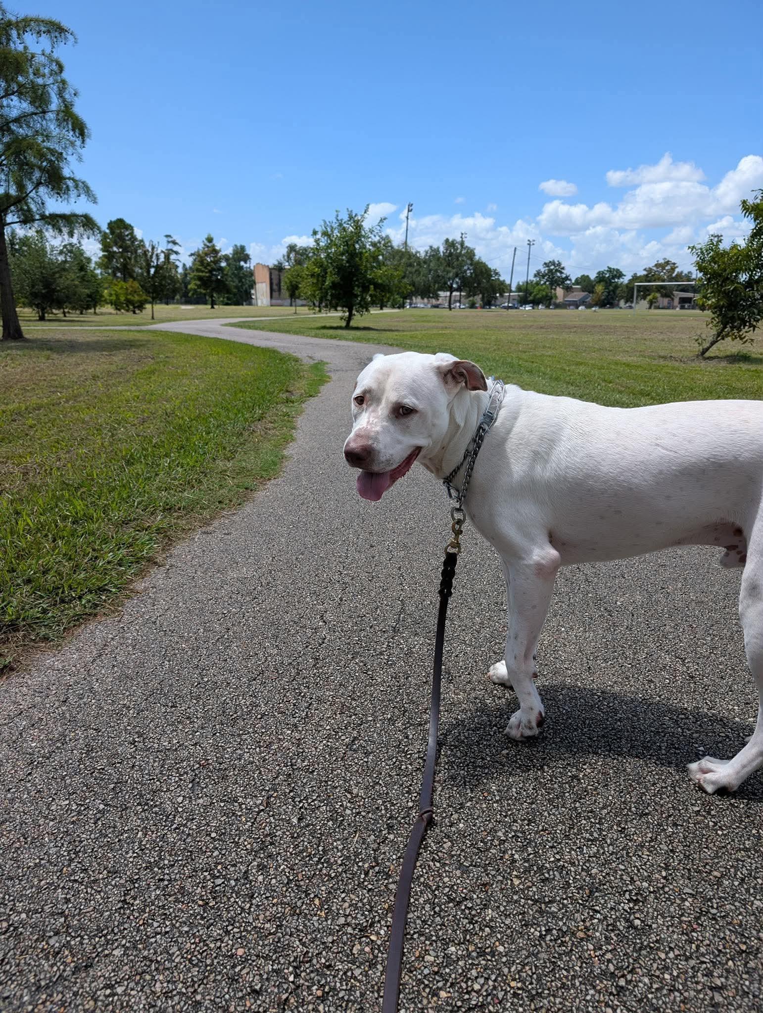 Enlarge Stanley, a Adoptable mixed breed in Grand Rapids, MI image 5/6