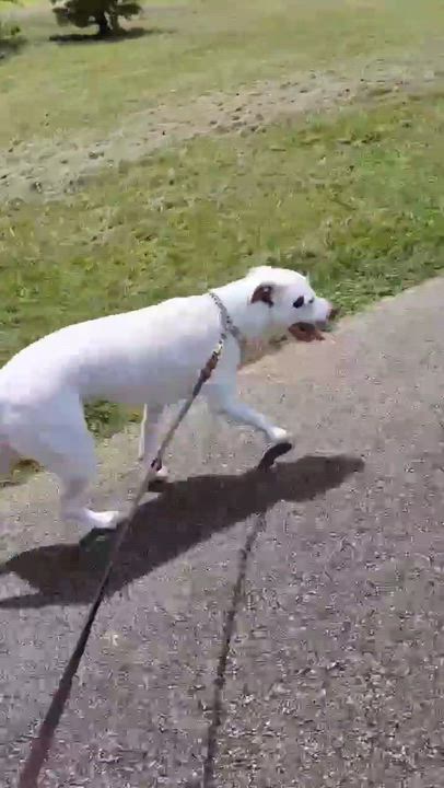 Enlarge Stanley, a Adoptable mixed breed in Grand Rapids, MI video 6/6