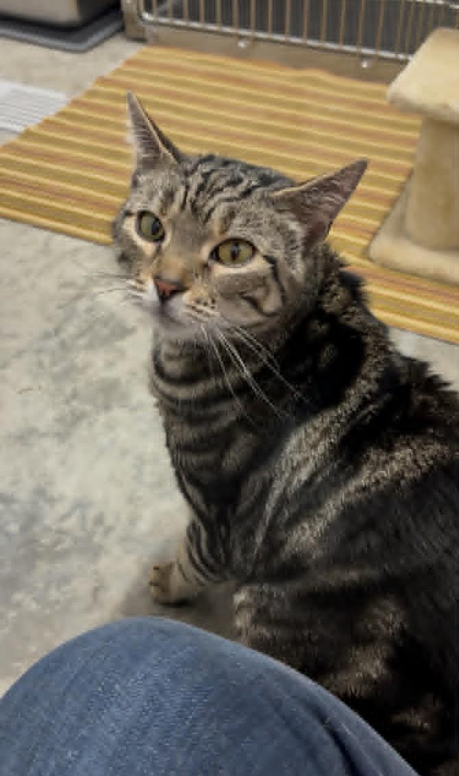 Ripley, adopted, Adult Female Domestic Short Hair.