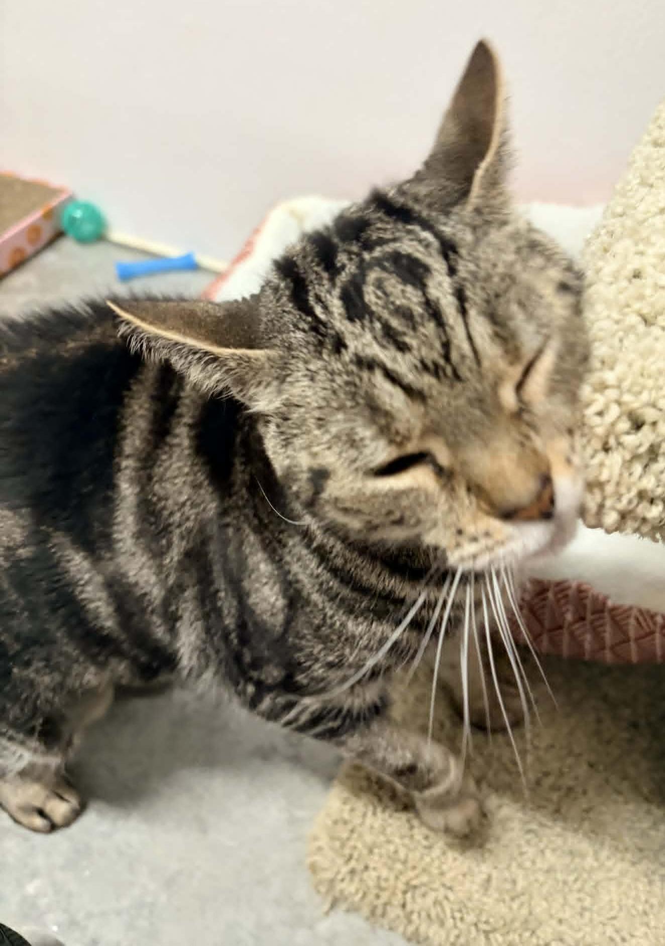 Ripley, an adopted Domestic Short Hair in Wakefield, RI image 2/4