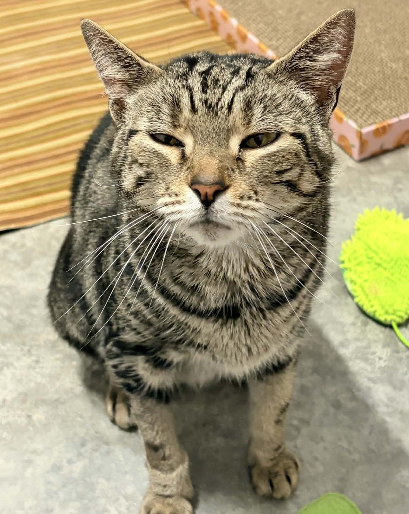 Ripley, an adopted Domestic Short Hair in Wakefield, RI image 3/4