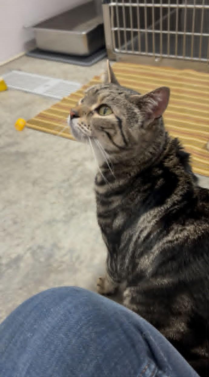 Ripley, an adopted Domestic Short Hair in Wakefield, RI image 4/4