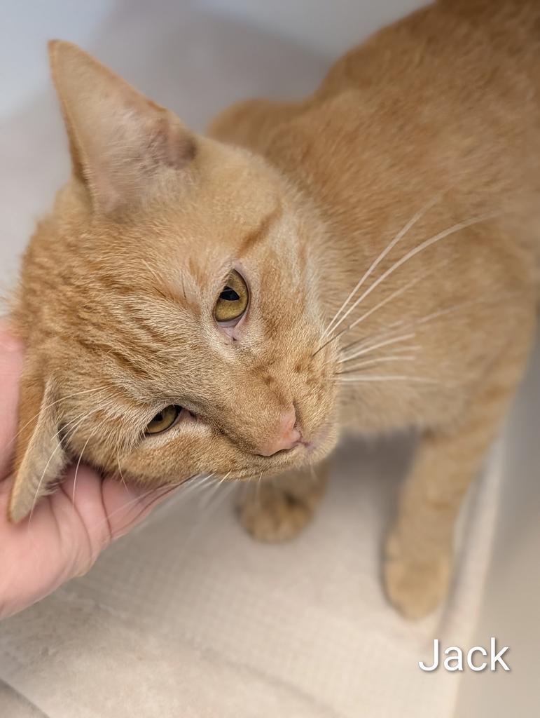 Jack, Adoptable, Young Male Domestic Short Hair.