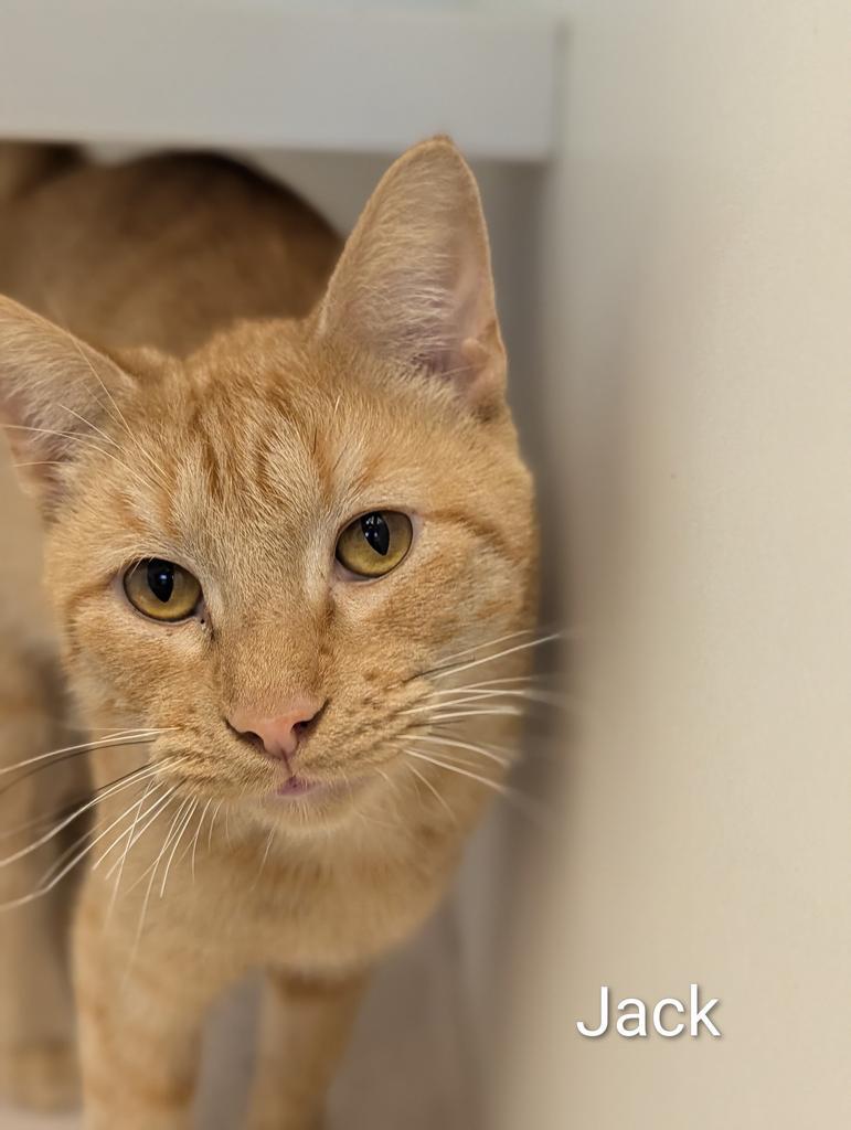 Enlarge Jack, a Adoptable mixed breed in Greenfield, IN image 2/6