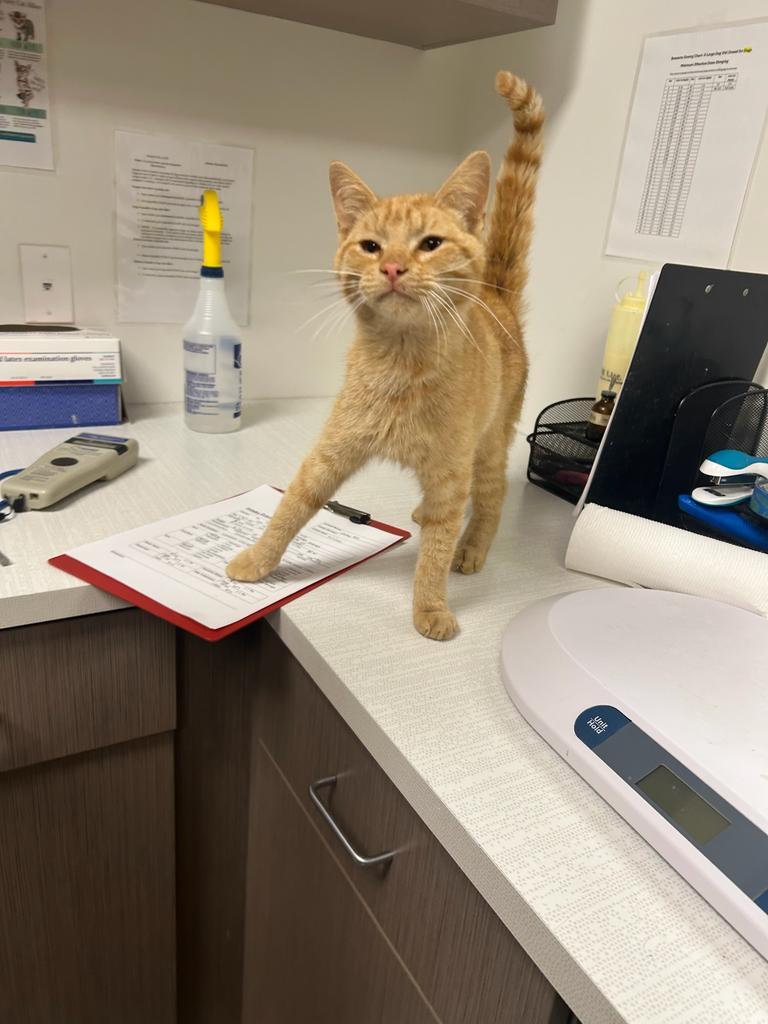 Jack, Adoptable, Young Male Domestic Short Hair.