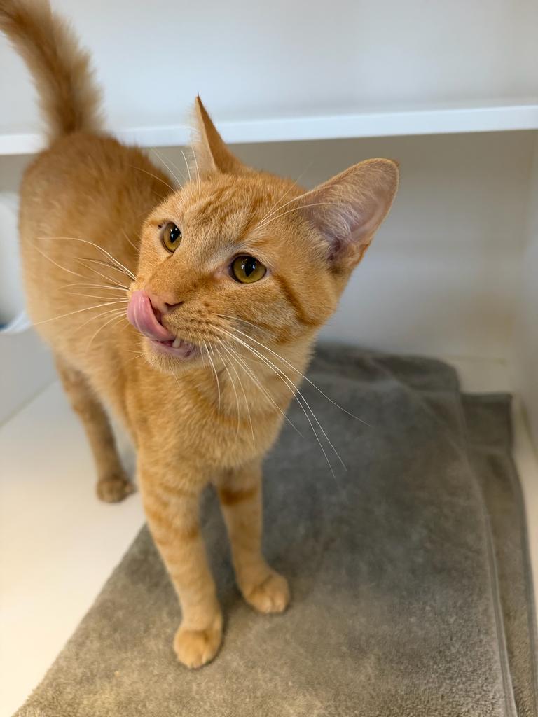 Enlarge Jack, a Adoptable mixed breed in Greenfield, IN image 2/3