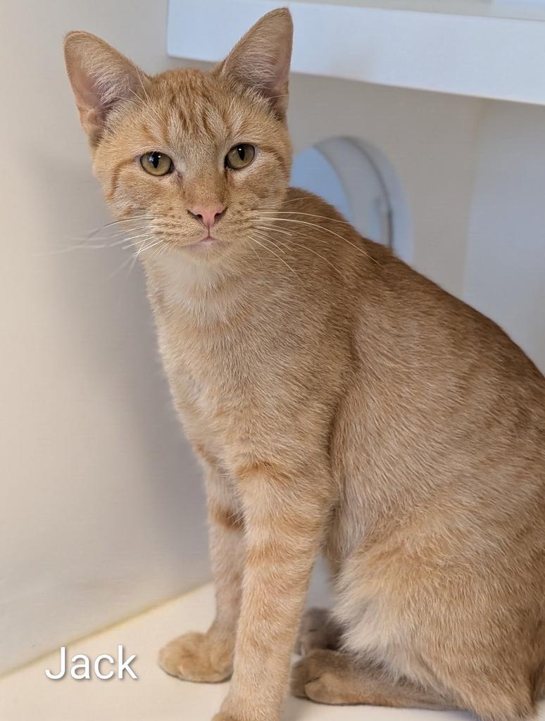 Enlarge Jack, a Adoptable mixed breed in Greenfield, IN image 5/6