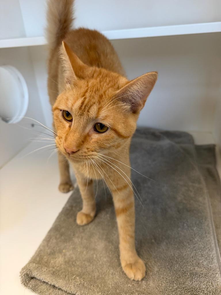 Enlarge Jack, a Adoptable mixed breed in Greenfield, IN image 3/3