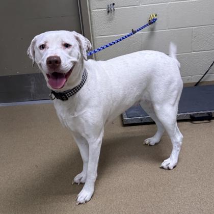 Enlarge Dolly, a Adoptable mixed breed in Lewisville, TX image 1/1