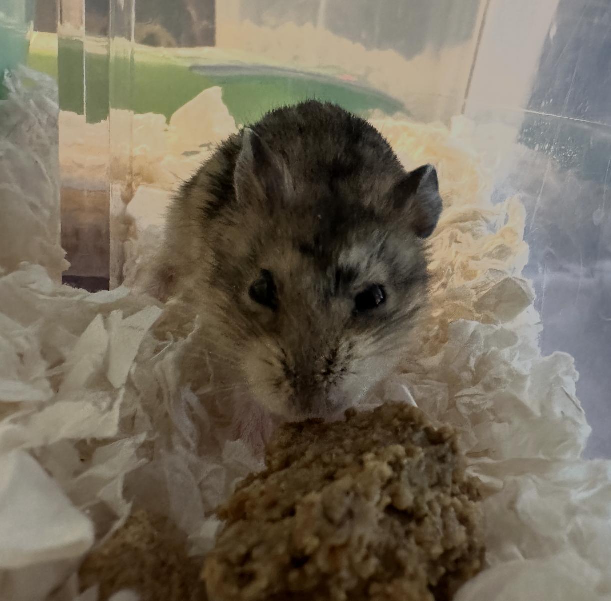 Shredded Wheat, a Adoptable Dwarf Hamster in Minneapolis, MN image 2/6