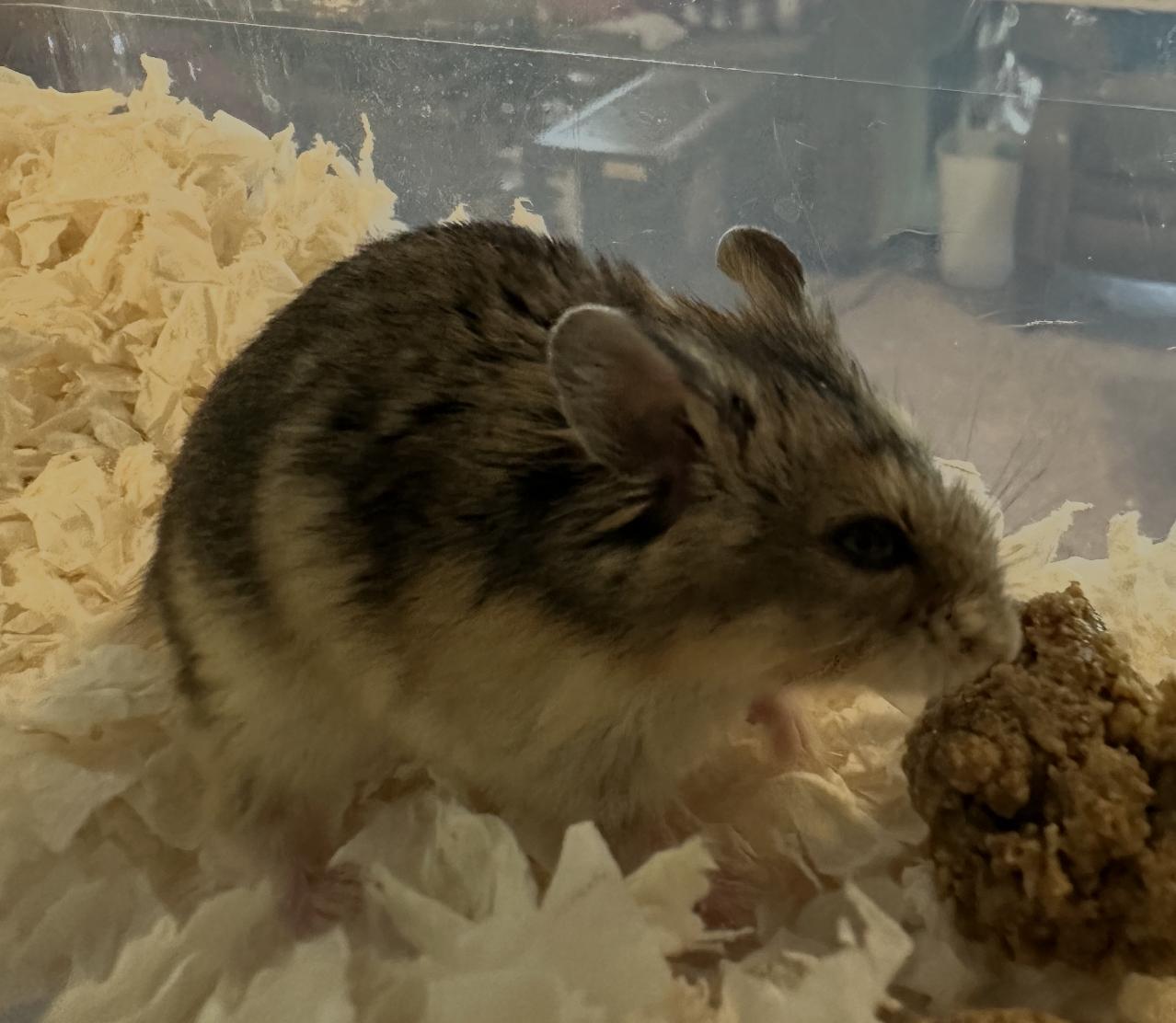 Shredded Wheat, a Adoptable Dwarf Hamster in Minneapolis, MN image 4/6