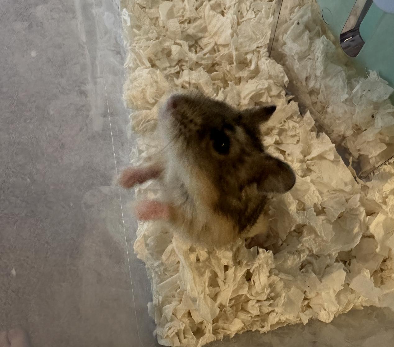 Shredded Wheat, Adoptable, Young Male Dwarf Hamster.