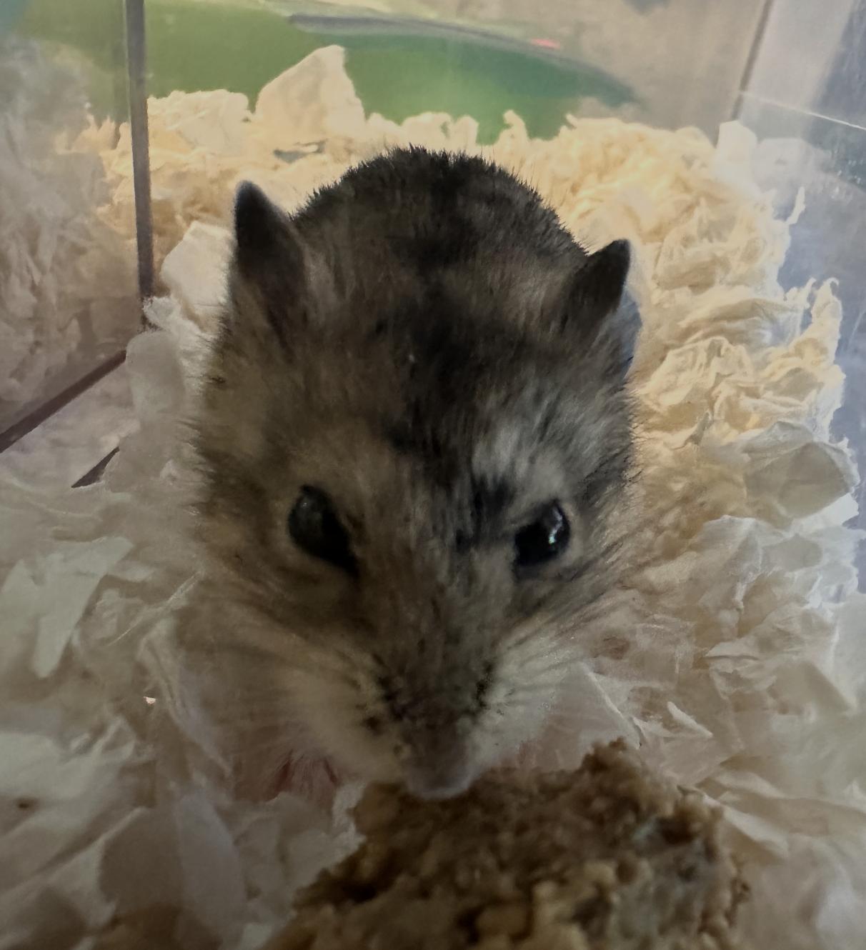 Shredded Wheat, a Adoptable Dwarf Hamster in Minneapolis, MN image 3/6