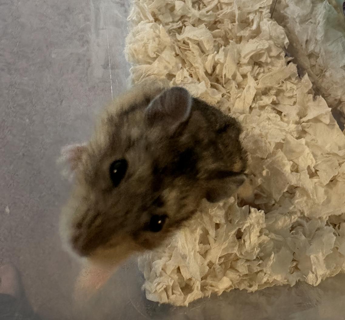 Shredded Wheat, a Adoptable Dwarf Hamster in Minneapolis, MN image 5/6