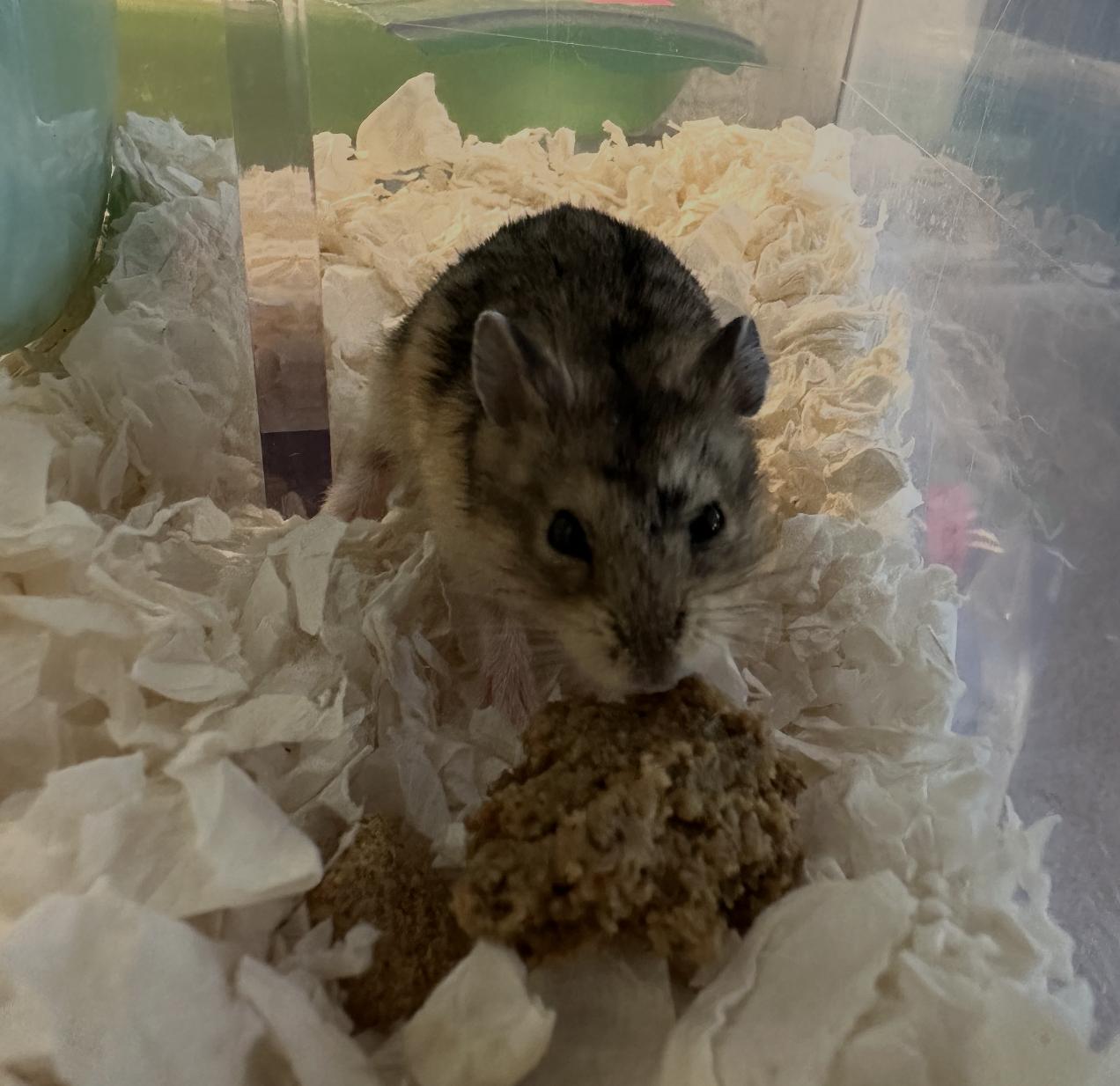 Shredded Wheat, a Adoptable Dwarf Hamster in Minneapolis, MN image 6/6