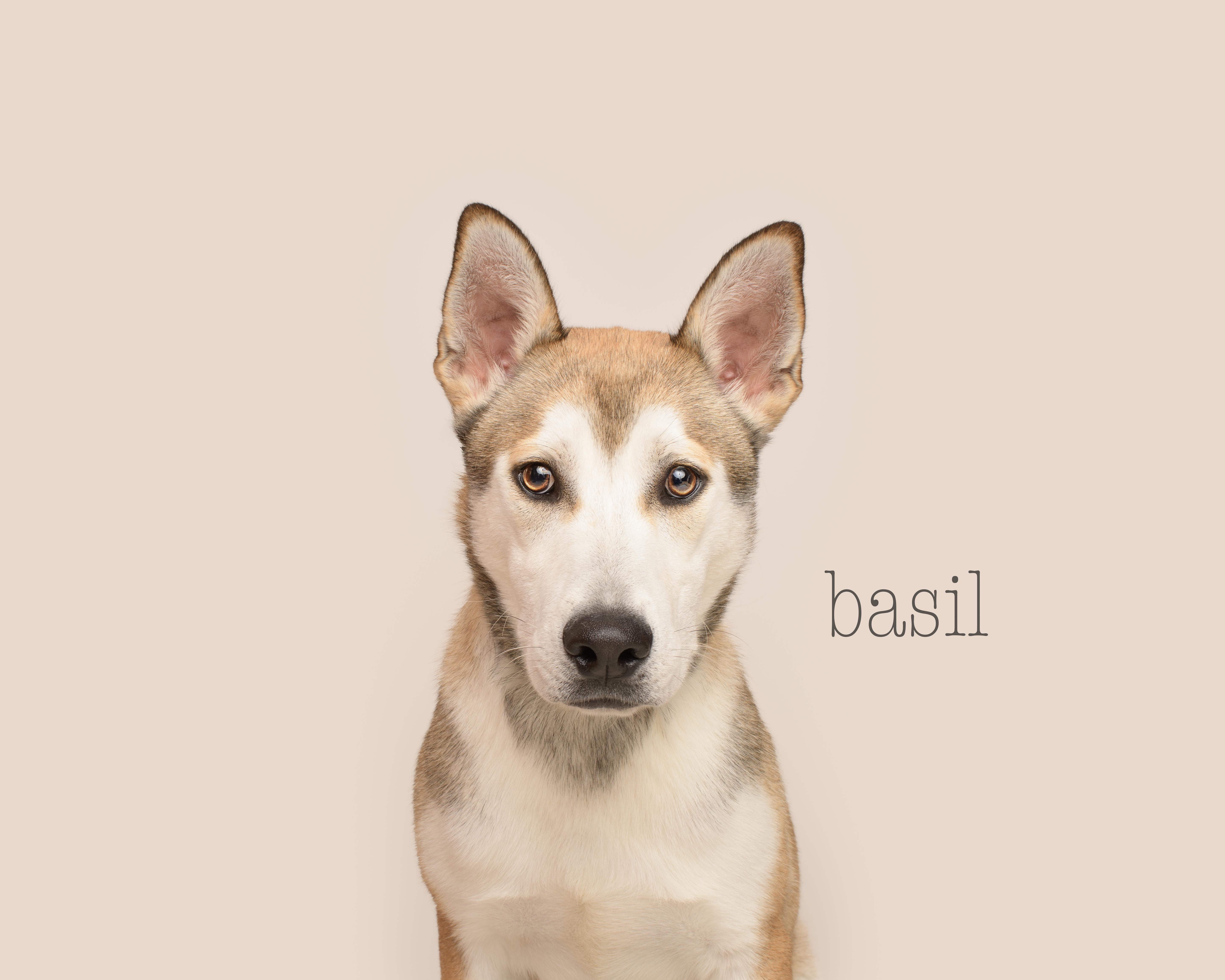 Basil