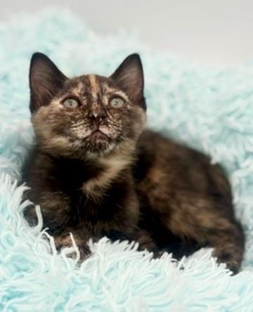 Ube, an adoptable Tortoiseshell in Covington, LA image 2/6
