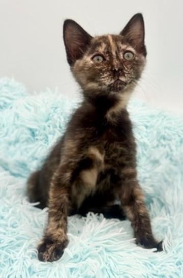 Ube, an adoptable Tortoiseshell in Covington, LA image 6/6