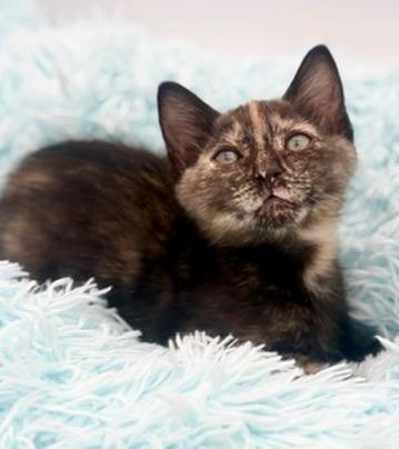 Ube, an adoptable Tortoiseshell in Covington, LA image 4/6