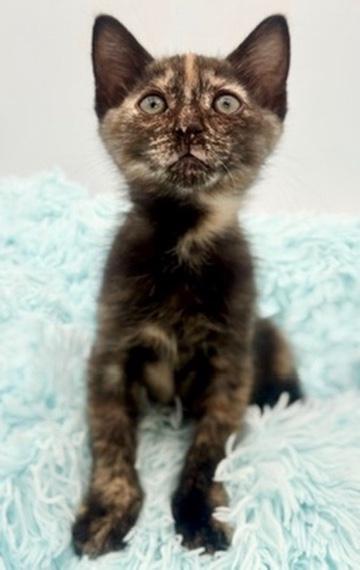 Ube, an adoptable Tortoiseshell in Covington, LA image 5/6