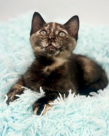 Ube, an adoptable Tortoiseshell in Covington, LA image 3/6