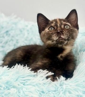 Ube, adoptable, Kitten Female Tortoiseshell.