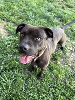 Chocolate Chip, ADOPTABLE, Adult Female Black Labrador Retriever.