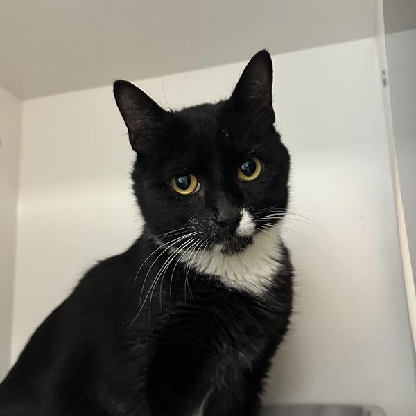 Enlarge Jersey, a Adoptable mixed breed in Walnut Creek, CA image 1/2