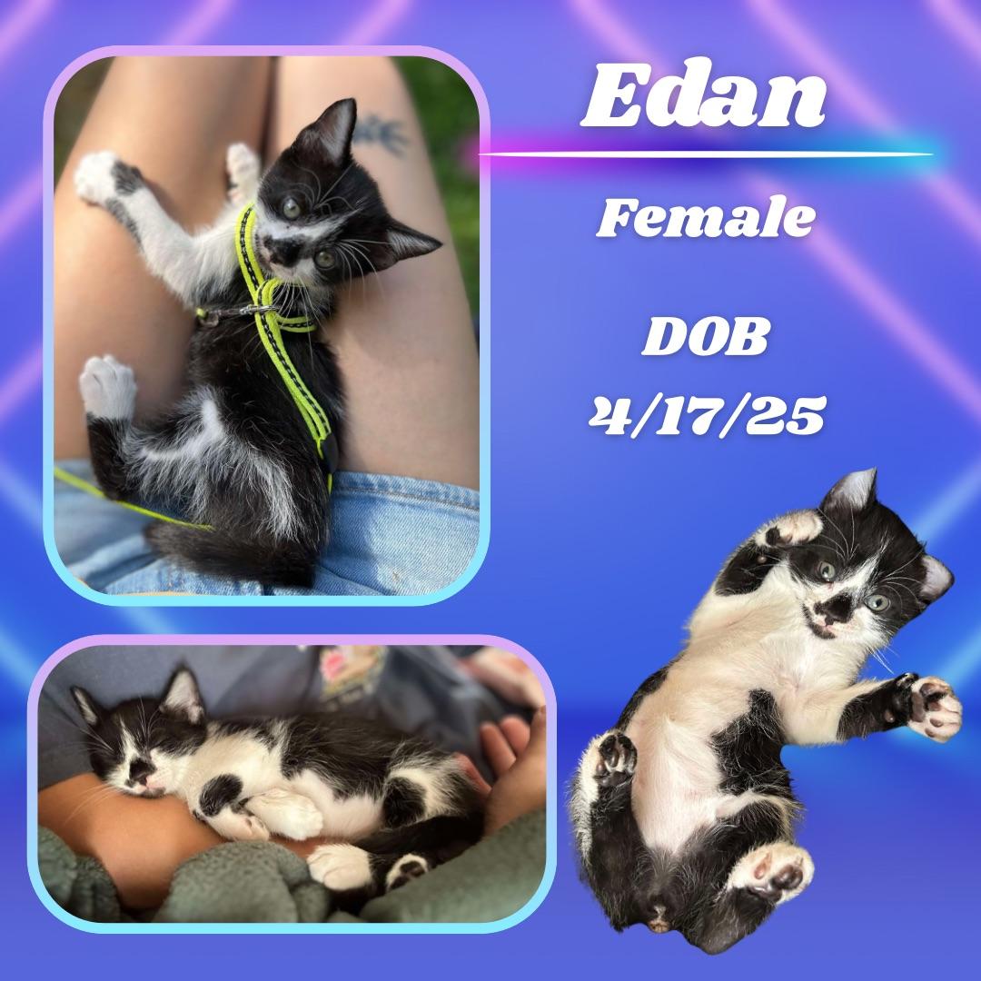 Edan, an adoptable Domestic Short Hair Mix in Bedminster, NJ_image-1