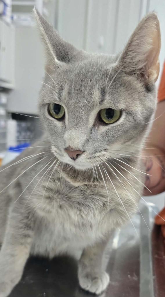 Misty, Adoptable, Young Female Domestic Short Hair.