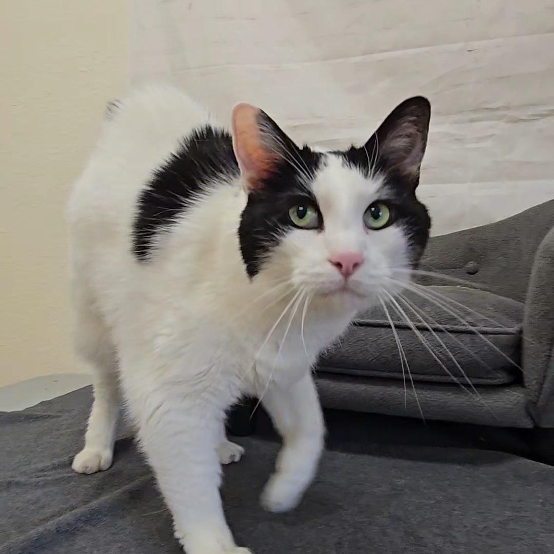 Enlarge Truffle, a Adoptable Domestic Short Hair in Red Wing, MN image 3/5