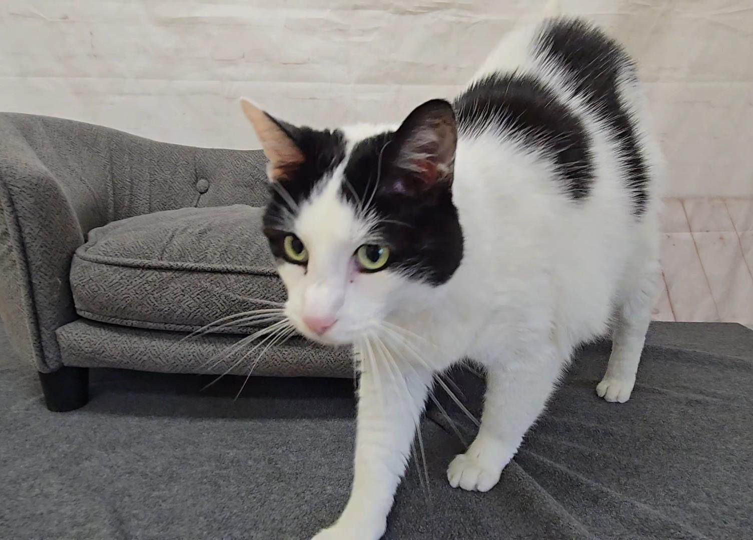 Enlarge Truffle, a Adoptable Domestic Short Hair in Red Wing, MN image 5/5