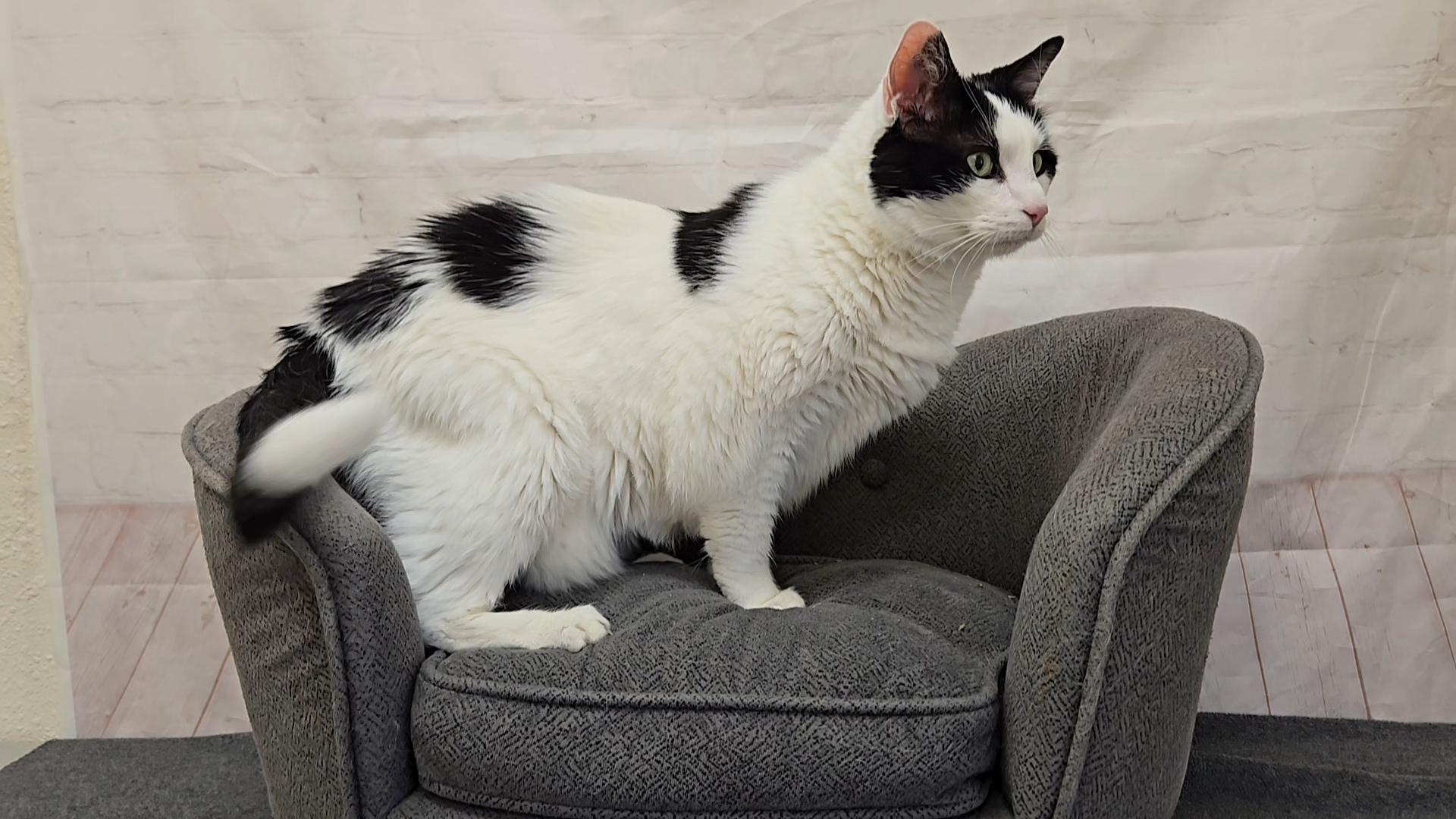 Enlarge Truffle, a Adoptable Domestic Short Hair in Red Wing, MN image 4/5