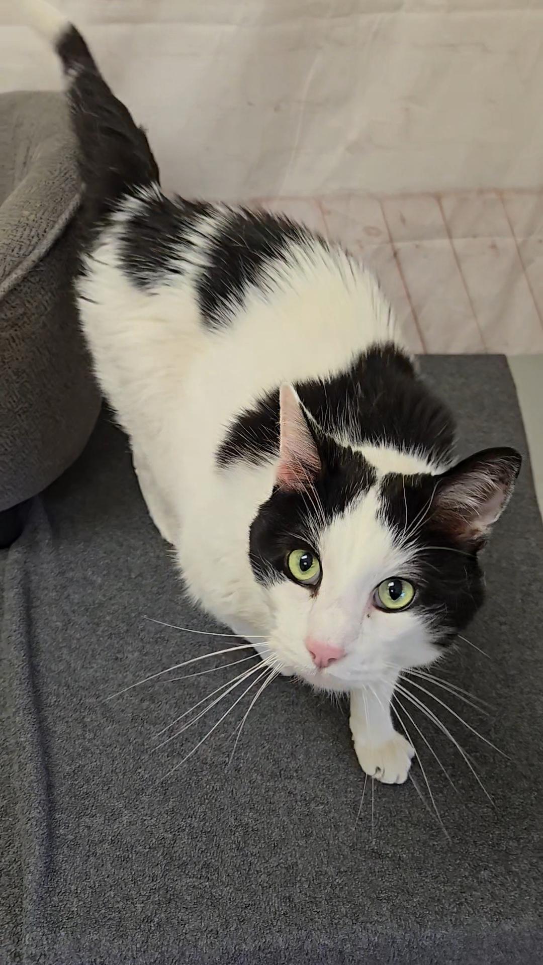 Enlarge Truffle, a Adoptable Domestic Short Hair in Red Wing, MN image 2/5