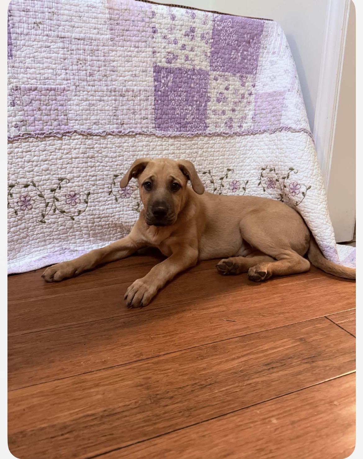 Enlarge Blitzen, an adopted mixed breed in Kannapolis, NC image 3/6