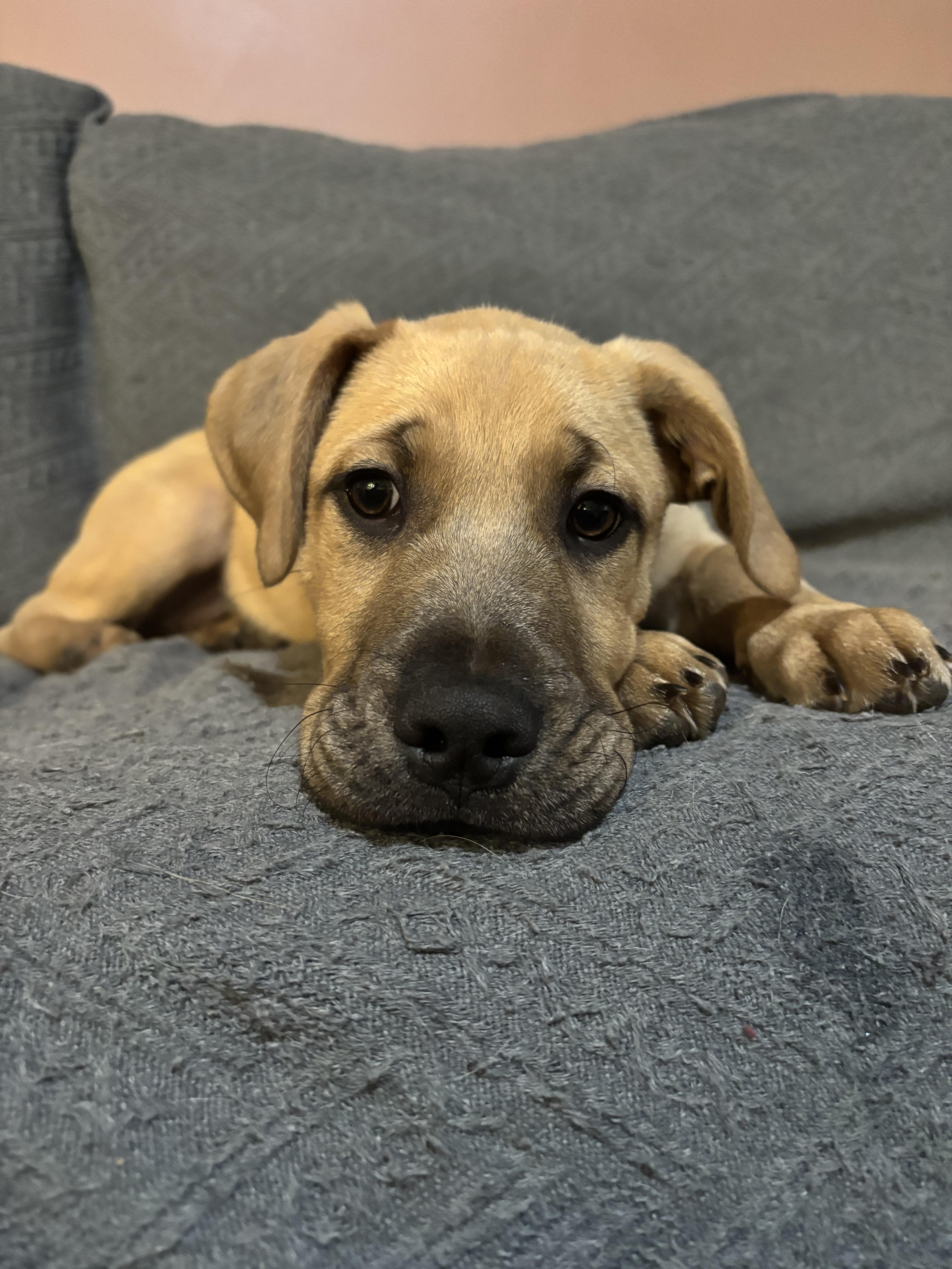 Enlarge Blitzen, an adopted mixed breed in Kannapolis, NC image 6/6