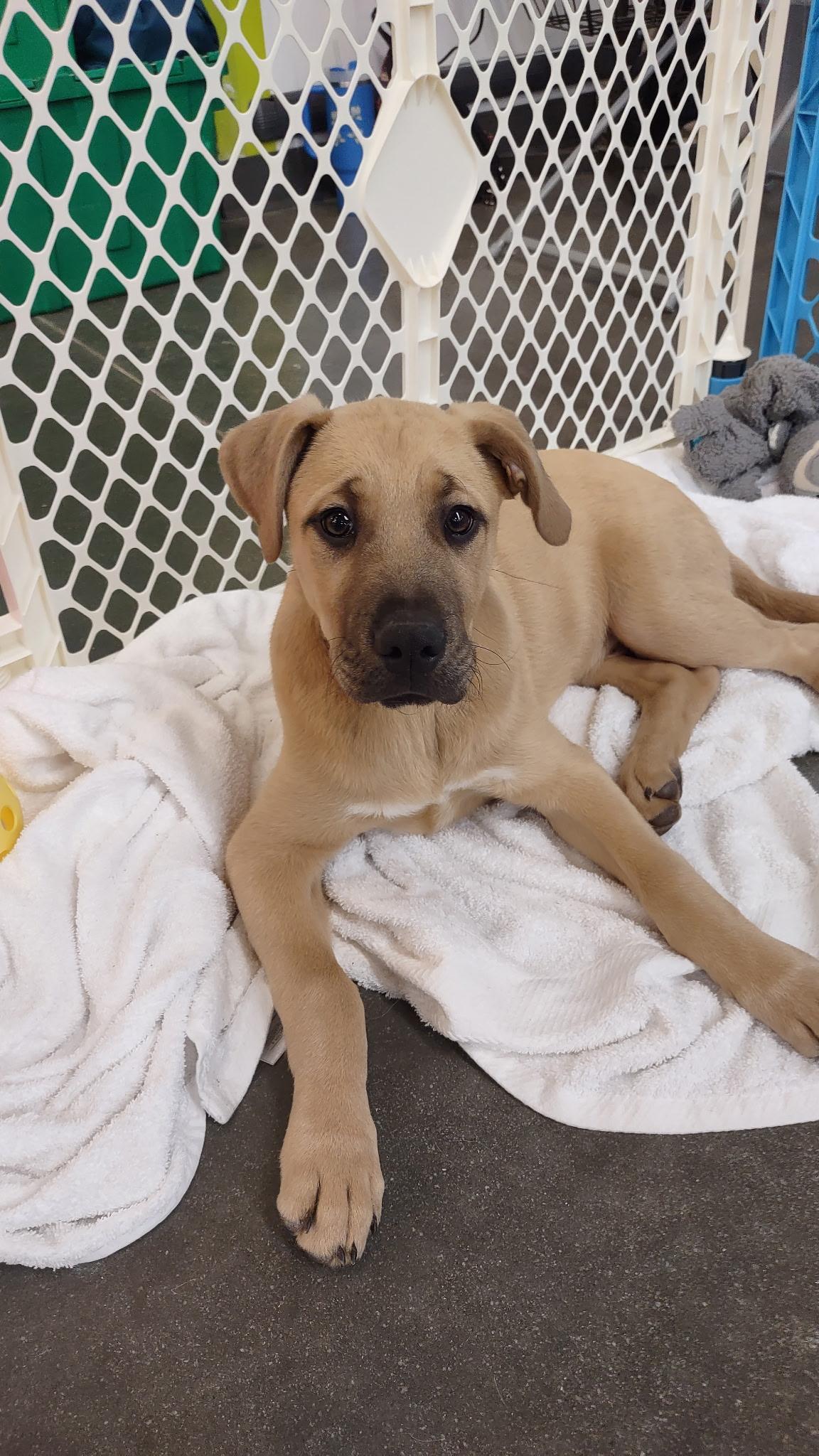 Enlarge Blitzen, an adopted mixed breed in Kannapolis, NC image 4/6