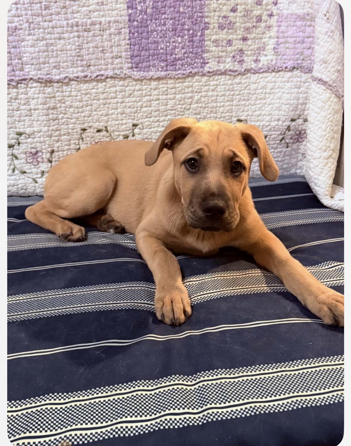 Enlarge Blitzen, an adopted mixed breed in Kannapolis, NC image 1/6