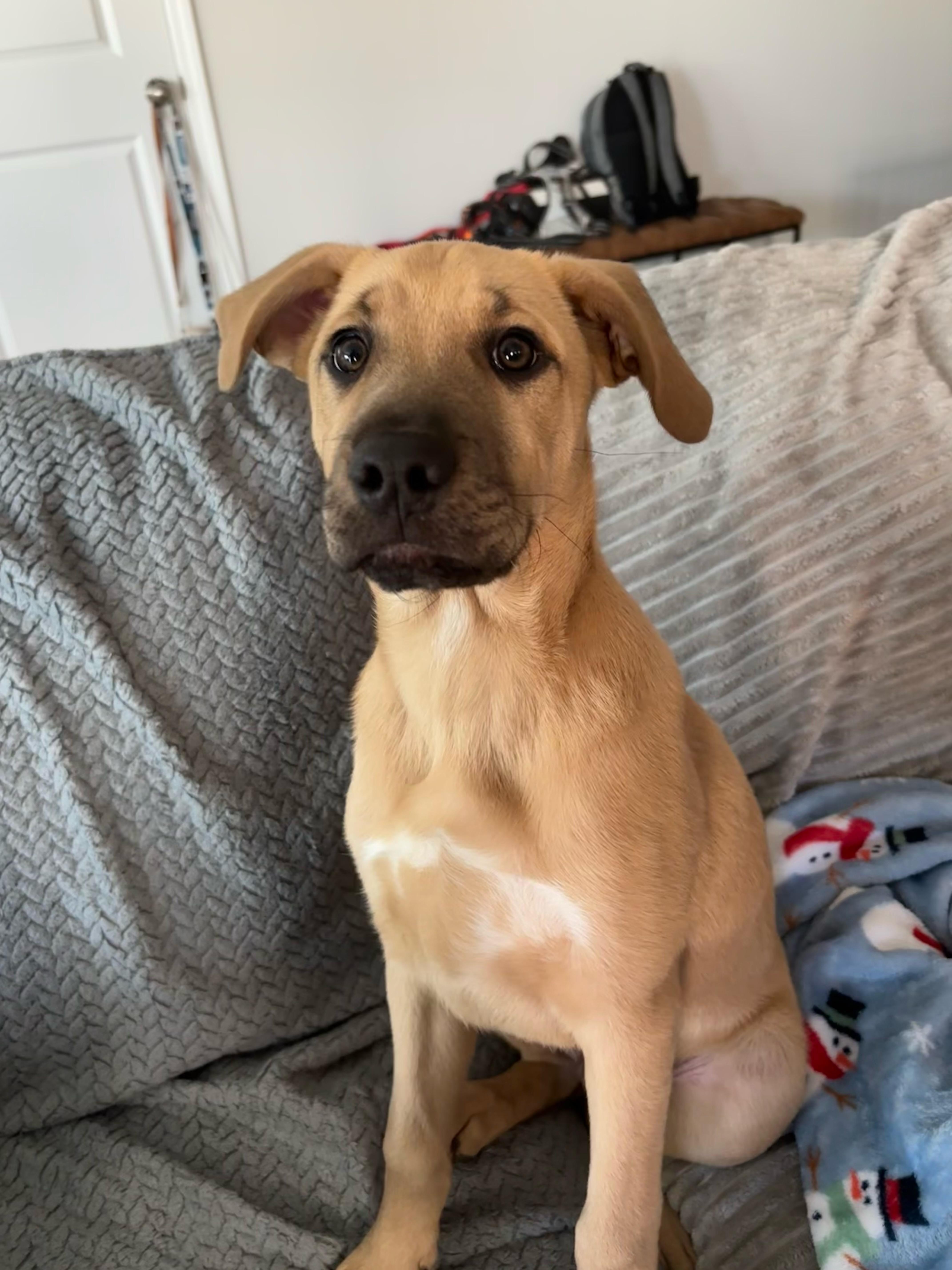 Enlarge Blitzen, an adopted mixed breed in Kannapolis, NC image 5/6