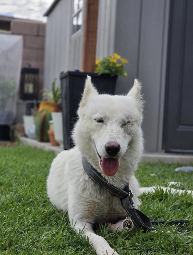 ARIEL, a Adoptable mixed breed in los angeles, CA image 1/4