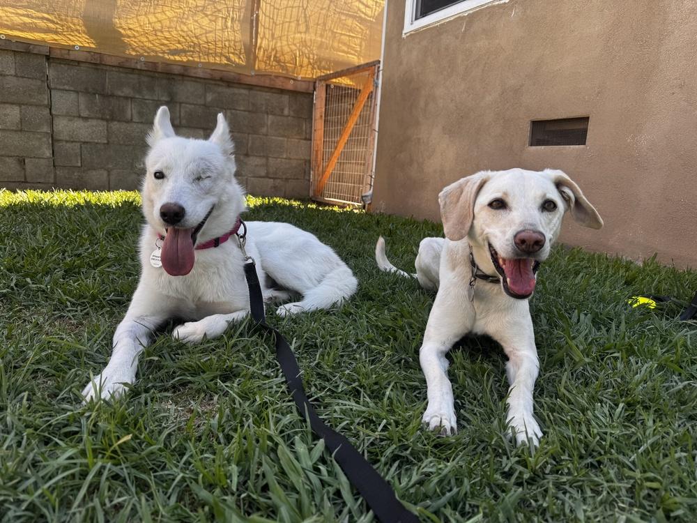 ARIEL, a Adoptable mixed breed in los angeles, CA image 2/4
