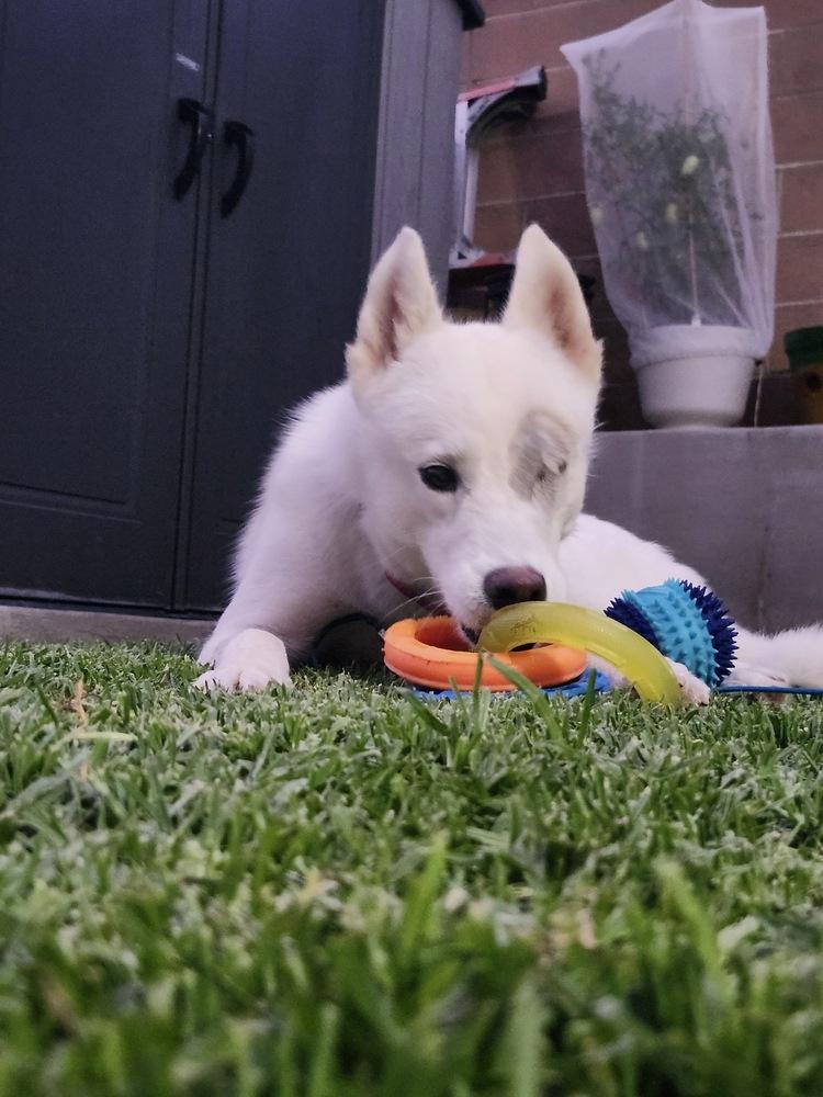 ARIEL, a Adoptable mixed breed in los angeles, CA image 3/4