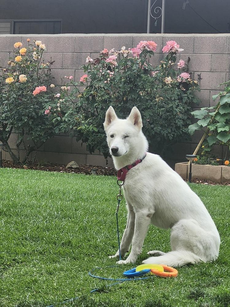 ARIEL, a Adoptable mixed breed in los angeles, CA image 4/4