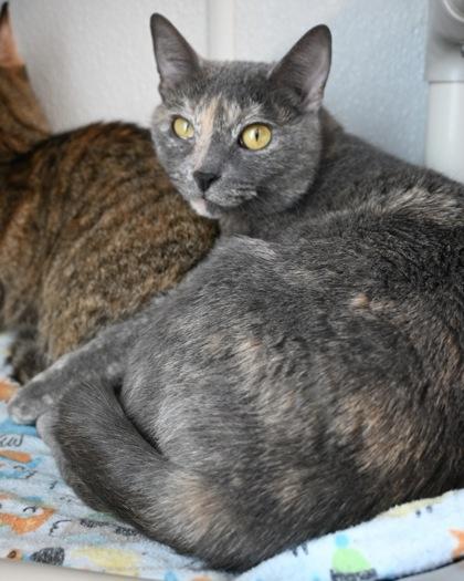 Enlarge Gizmo, a Adoptable Domestic Short Hair in West Seneca, NY image 1/2