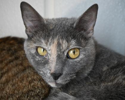 Enlarge Gizmo, a Adoptable Domestic Short Hair in West Seneca, NY image 2/2